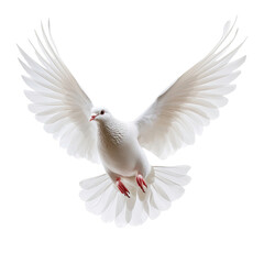 Obraz premium A Majestic White Dove flying on transparent background, Symbolizing Peace.