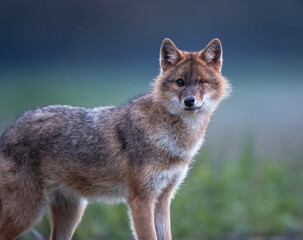 Injured european jackal without one eye standing in forest