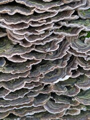Close up of Turkeytail Fungus Trametes versicolor on a log