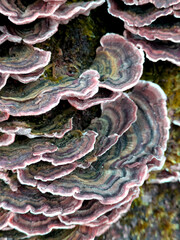 Close up of Turkeytail Fungus Trametes versicolor on a log