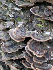 Close up of Turkeytail Fungus Trametes versicolor on a log