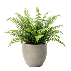 A Small Potted Fern with Delicate Feathery Fronds Isolated on Transparent Background