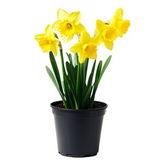 A Vibrant Potted Daffodil Plant with Yellow Flowers Isolated on Transparent Background