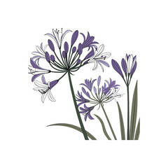 Extreme close-up of purple flowers growing outdoor vector illustration