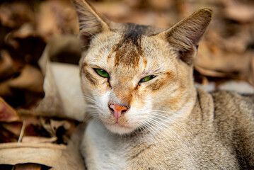 Close up of a domestic Cat face with green eyes. Beautiful portrait of a cat