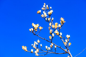 Under the backdrop of a deep blue sky, beautiful magnolias are blooming