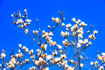 Under the backdrop of a deep blue sky, beautiful magnolias are blooming