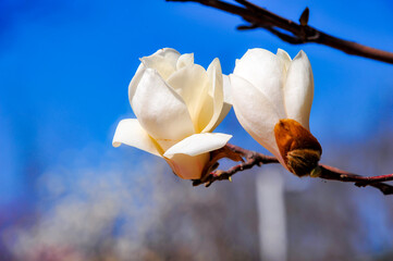 Under the backdrop of a deep blue sky, beautiful magnolias are blooming