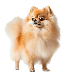 Obraz premium Pomeranian standing isolated die cut 