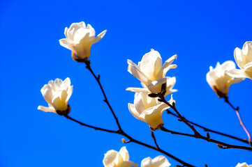 Under the backdrop of a deep blue sky, beautiful magnolias are blooming