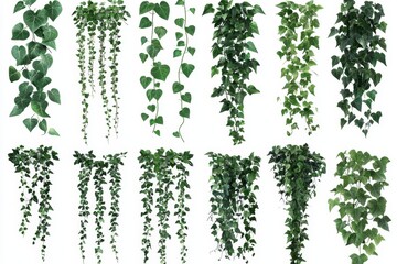 Green ivy creeper branches, isolated on a white background, with Hedera vine frames and borders serving as botanical design elements. A modern depiction of hanging or wall-climbing ivy plants.