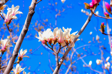 Under the backdrop of a deep blue sky, beautiful magnolias are blooming