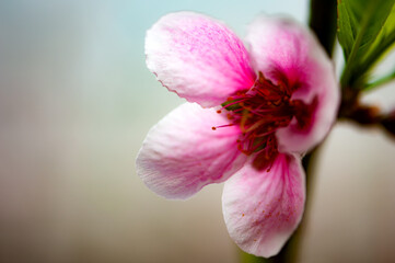 Fototapeta premium In winter, peach trees in the sun greenhouse bloom with pink peach blossoms