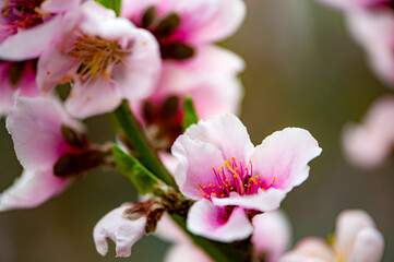 Obraz premium In winter, peach trees in the sun greenhouse bloom with pink peach blossoms