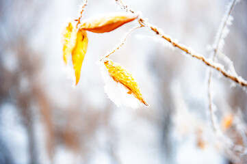 Winter, plants on snowy days, rime effect