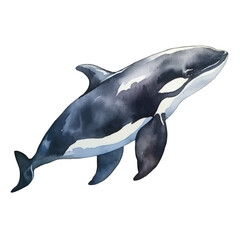 watercolor Orca isolated white background