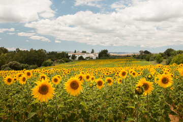 Obraz premium Sunflower field with farm house in Spain.