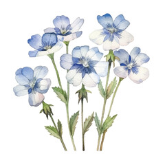 watercolor Nemophila isolated white background