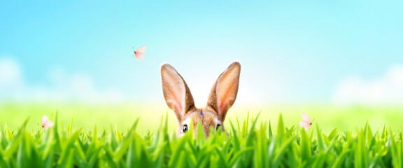 Cheerful rabbit ears peeking from bright green grass, spring joy