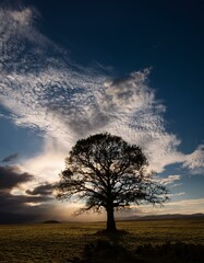 Obraz premium Silhouette of a single tree against an expansive cloudy sky