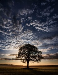 Obraz premium Silhouette of a single tree against an expansive cloudy sky