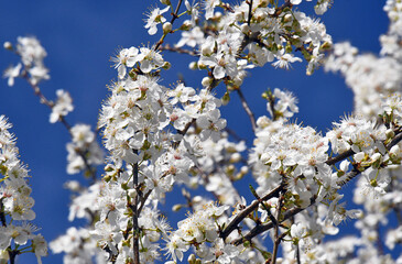 Üppige, weiße Apfelblüten vor leuchtend blauem Himmel