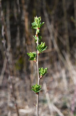 Junge grüne Blätter sprießen im Frühling