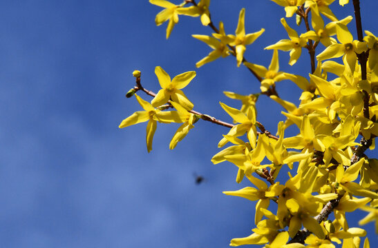 Stahelnde gelbe Forsythia Bl&uuml;ten vor leuchtend blauem Himmel mit Insekten