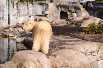 Polar bears in the Copenhagen zoo Kobenhavn 2025