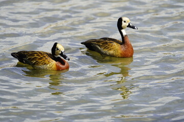 The white-faced whistling duck (Dendrocygna viduata) is a whistling duck that breeds in sub-Saharan Africa and much of South America. Lago Jacarey, Fortaleza, Brazil.