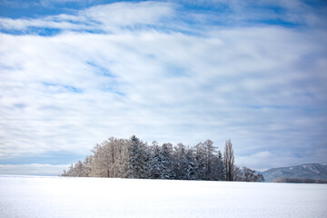 Snow Covered Pine Trees Landscape with Clear Sky