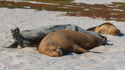 Tierwelt auf den Galapagos Inseln