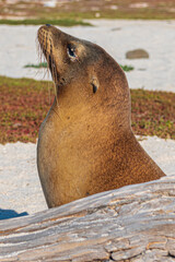 Tierwelt auf den Galapagos Inseln