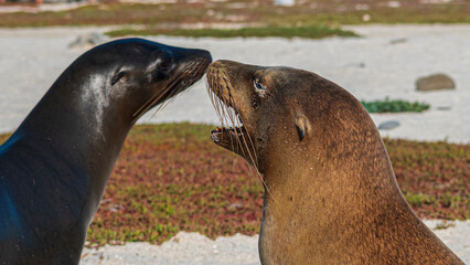 Fototapeta premium Tierwelt auf den Galapagos Inseln