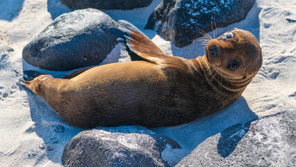 Tierwelt auf den Galapagos Inseln