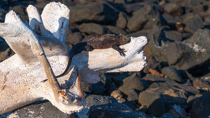 Tierwelt auf den Galapagos Inseln