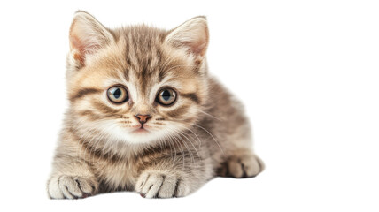 Obraz premium Cute gray kitten laying on the floor with big blue eyes and fluffy fur in a bright setting