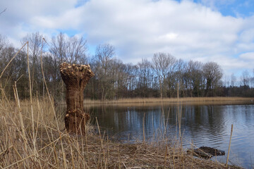 geschnittene kopfweide naturreservat rieselfelder windel