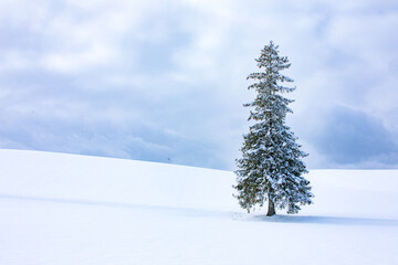 Christmas Tree at Biei, Hokkaido, Japan