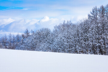 Snow Covered Pine Trees Landscape with Clear Sky