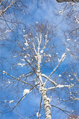 Snow Covered White Birch Tree
