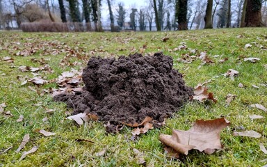 Fresh soil from a mole mound