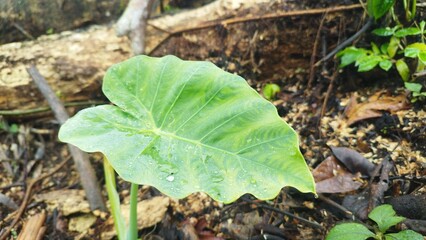 Wild caladium plants thrive in tropical environments with high humidity.