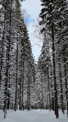 snow covered trees