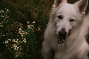 Fototapeta premium Shepherd in garden