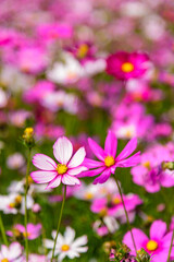 Gesang flowers. Natural rural scenery in spring.






