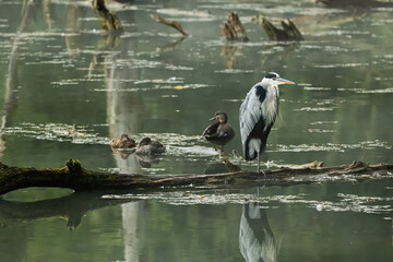 un héron cendre sur un tronc d'arbre 