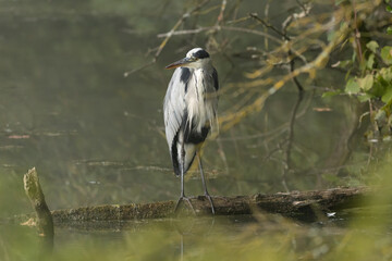 un héron cendré sur un tronc d'arbre 