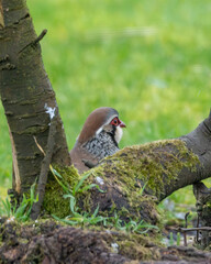 Red leg partridge. British game bird.