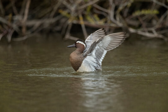 Garganey male in a pond flapping its wings, close up